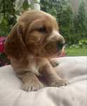 Cocker Spaniel Angielski - złoty, piękny piesek z rodowodem