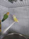 Casal de agapornis