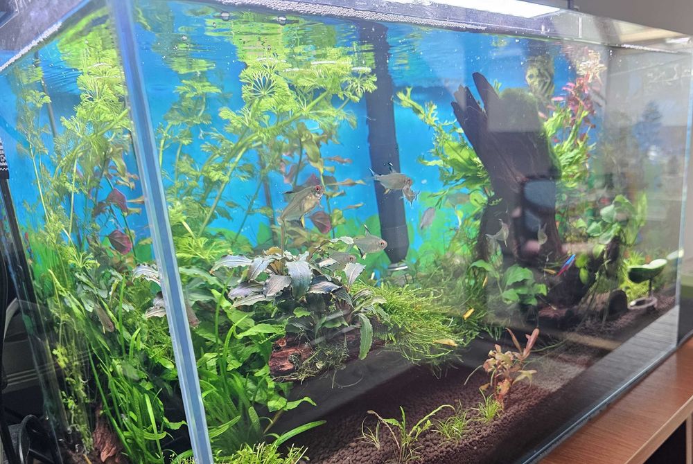 AKWARIUM 63l Optiwhite z życiem