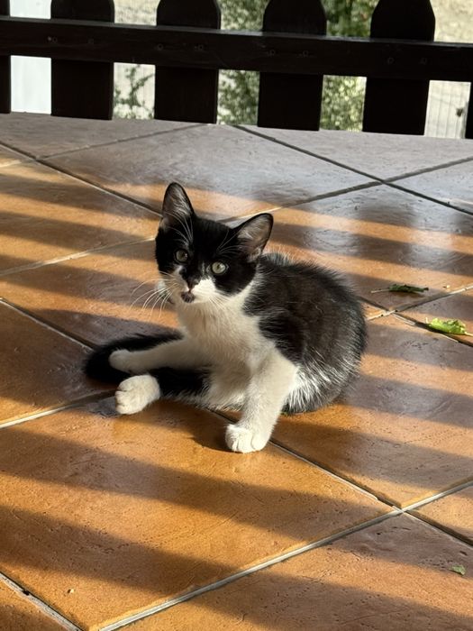 Kot kotka kotki za darmo