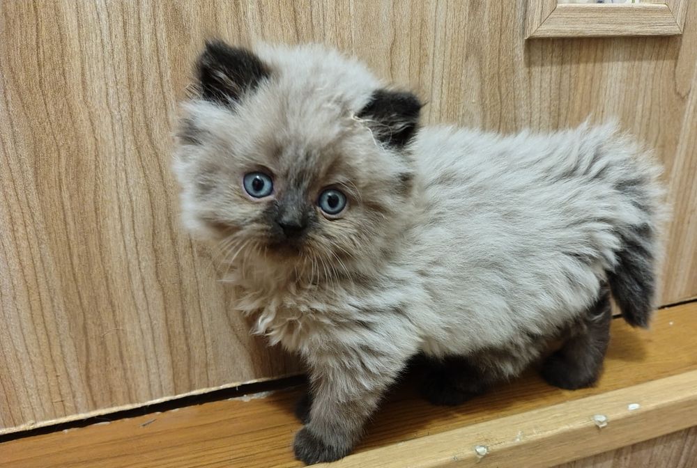 Puchata , koteczka perska,perski