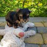 Yorkshire terrier piesek