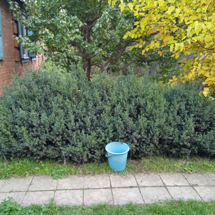 Великі кущі самшиту