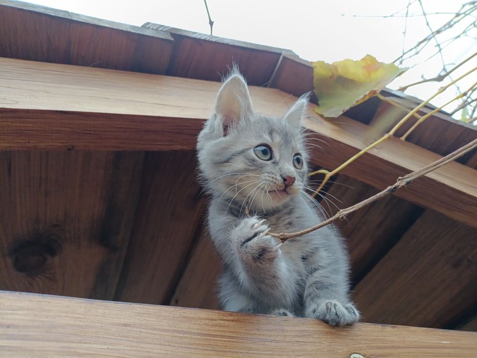 Безкоштовно віддам кошеня