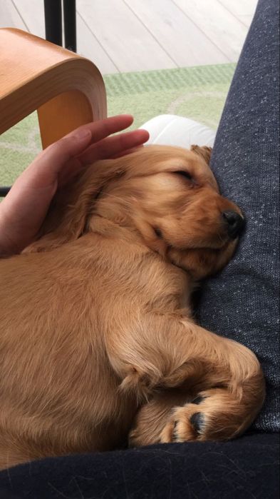 Англійський кокер-спанієль: хлопчики й дівчатка