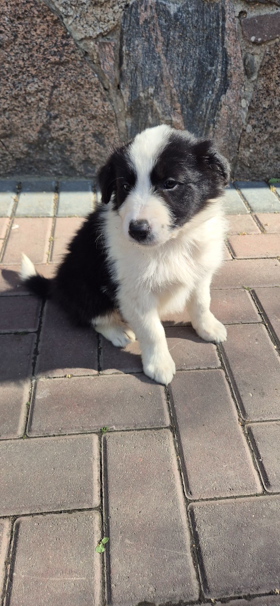 Piesek Border Collie