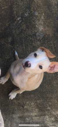 Pitbull femea 5meses