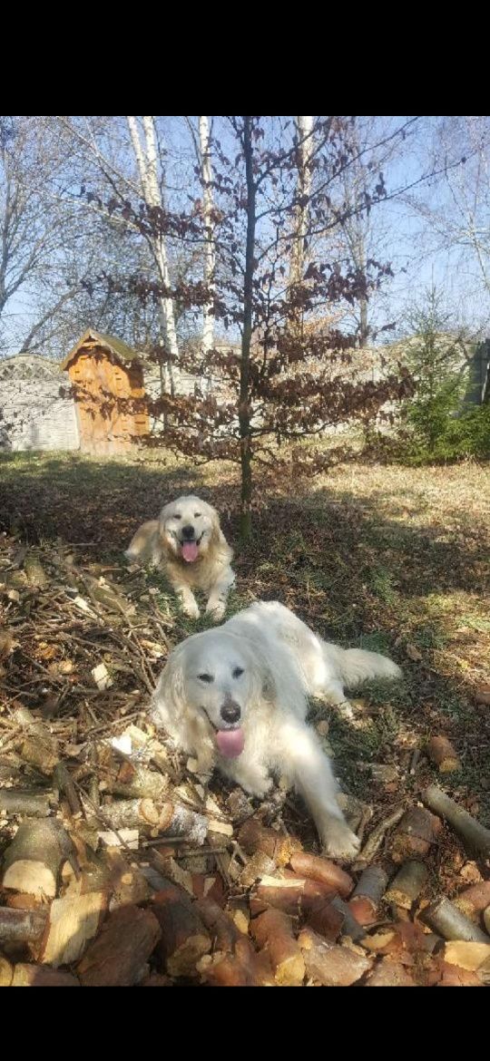 Pies Golden Retriever z Rodowodem i pełną dokumentacją FCE