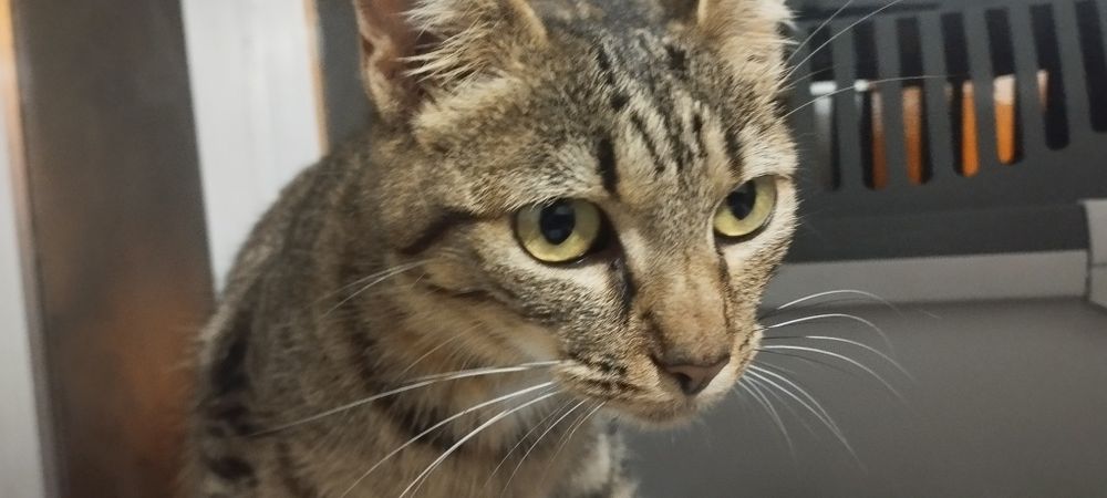 Gatos para adopção responsável