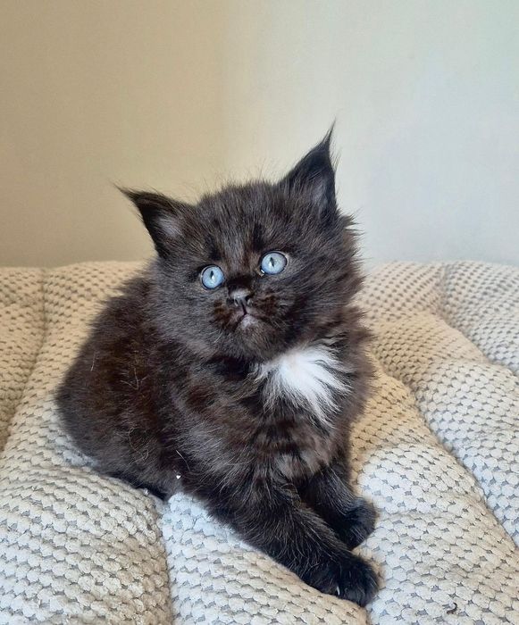 Czarna ślicznotka DIUNA kotka  Maine coon!!!