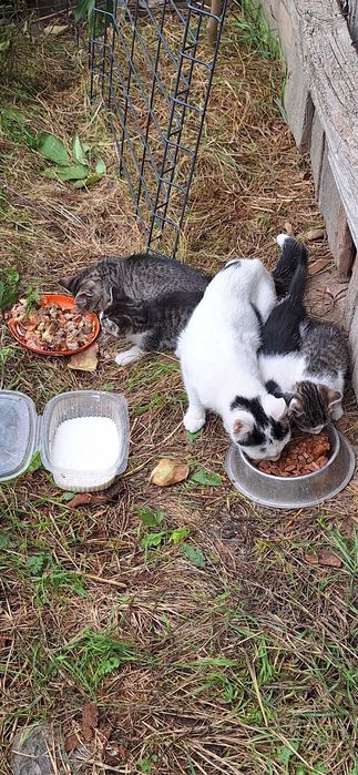 Koty do adopcji 7 małych słodziaków