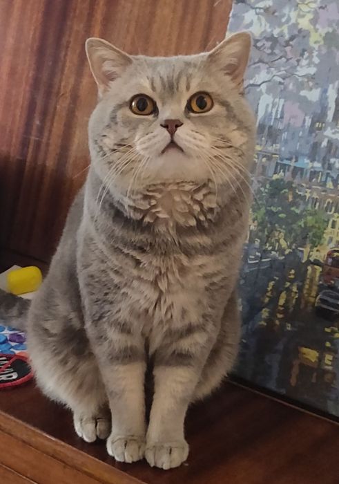 Шотландська киця