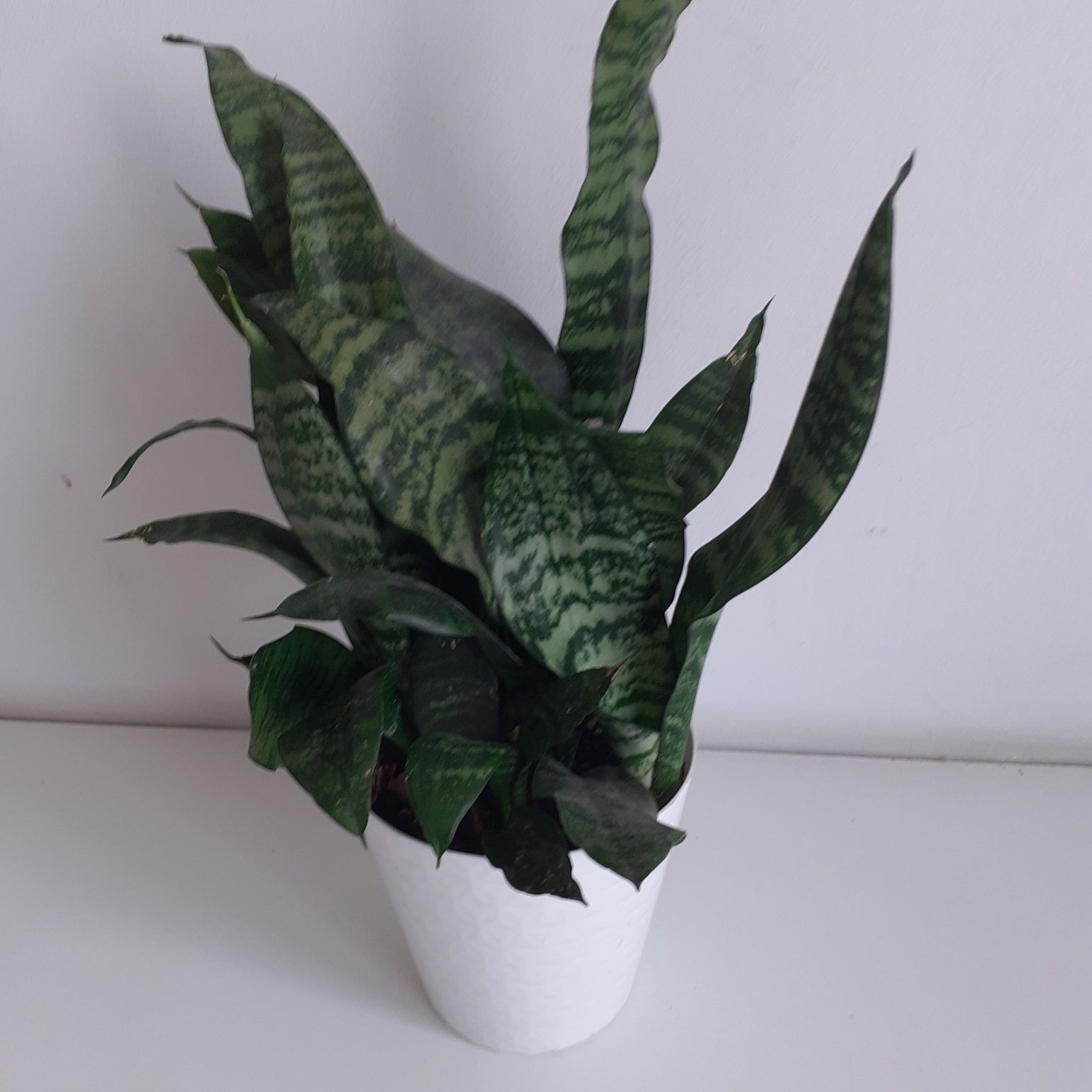 Zestaw 3 sztuki sansevieria