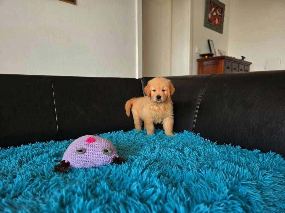 GOLDEN RETRIEVER- złote i ciemnozłote, ZKwP,FCI, po championach