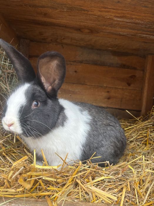 Króliki hodowlane