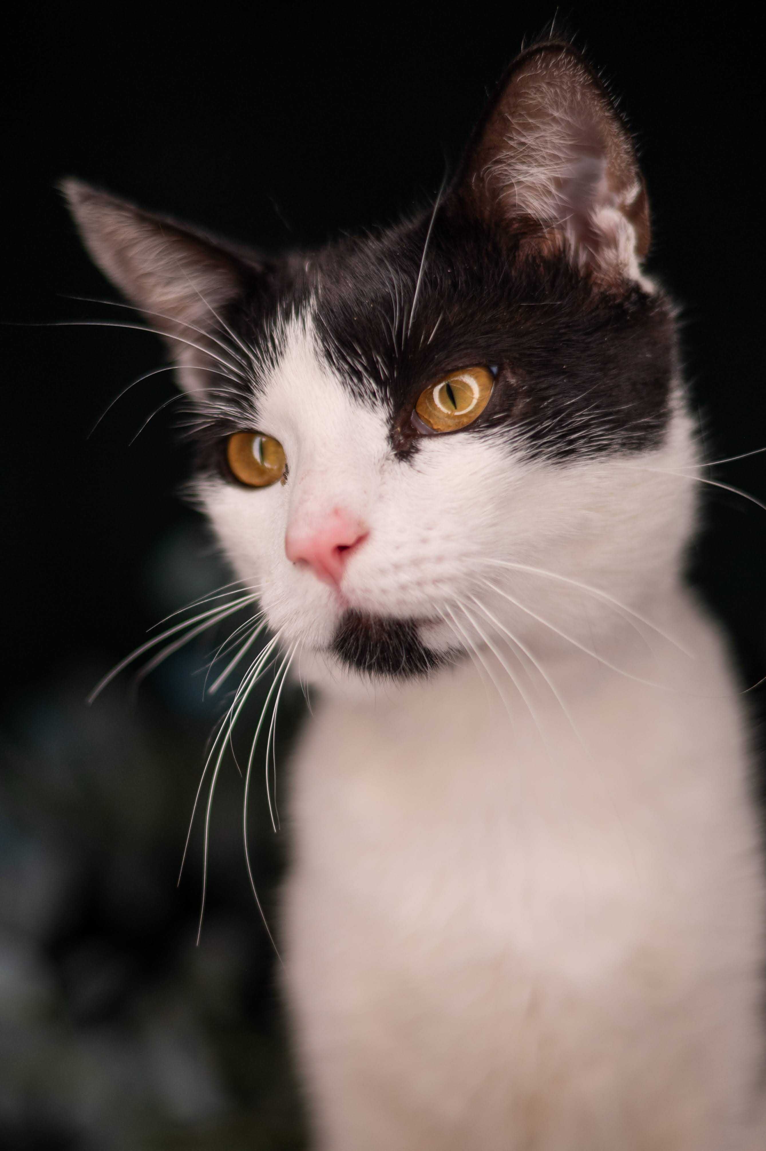 PICASSO kocur do adopcji