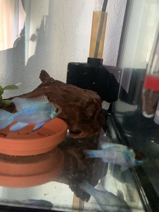 Vendo casal de ramirezi electric blue