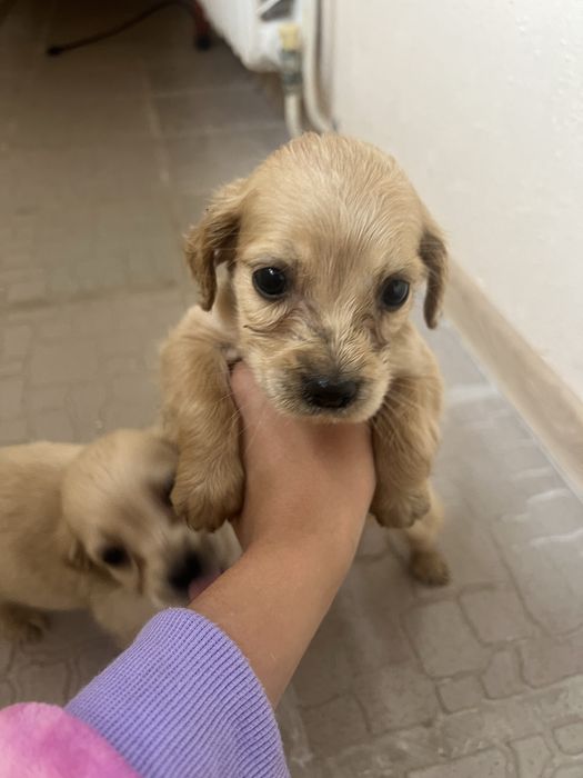 Щенята спанієлі шукають люблячий дім