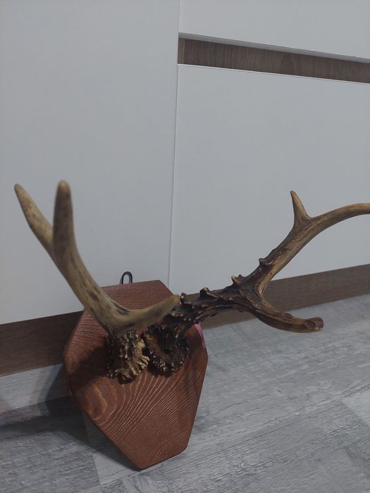 Poroże młodego jelenia