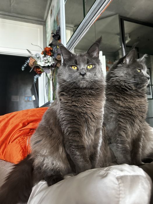 Мейн кун чорний дим киця із проф розплідника