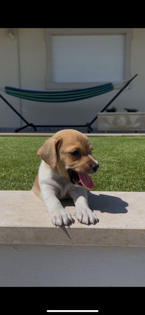 Jack Russell macho