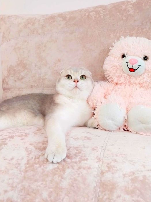 Золотий блакитний шиншила хлопчик