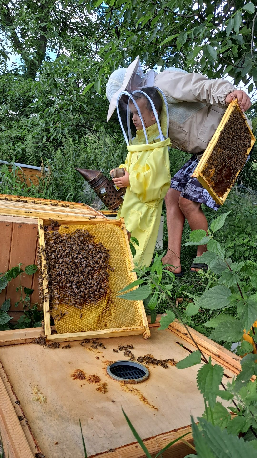 Matki pszczele, odklady,rodziny