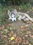 Szczeniak Syberian Husky