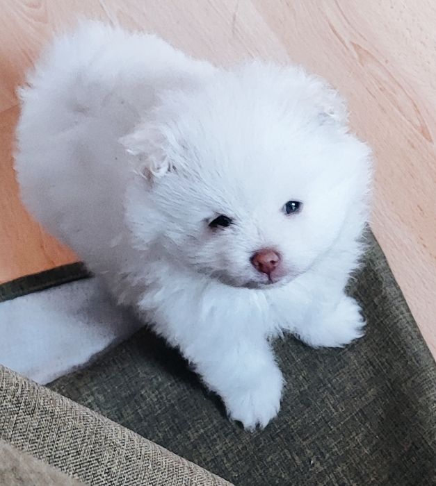 Продам шпица!  Звоните