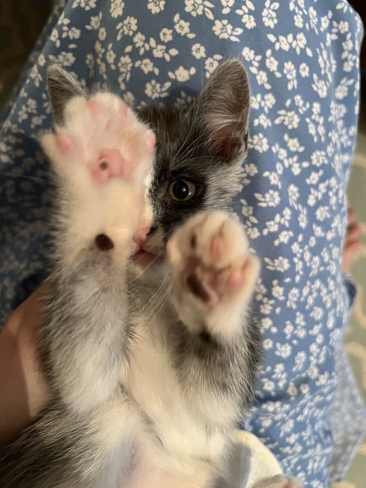 Неймовірні кошенята 3міс хлопці