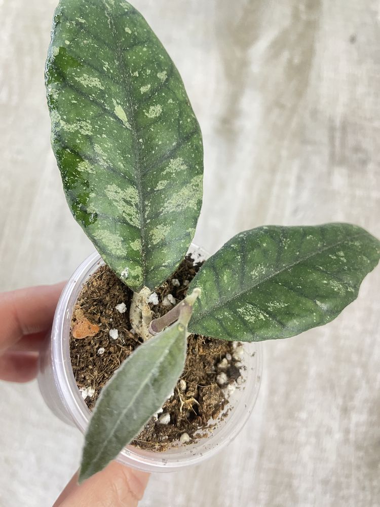 Hoya Previously Vitellinoides