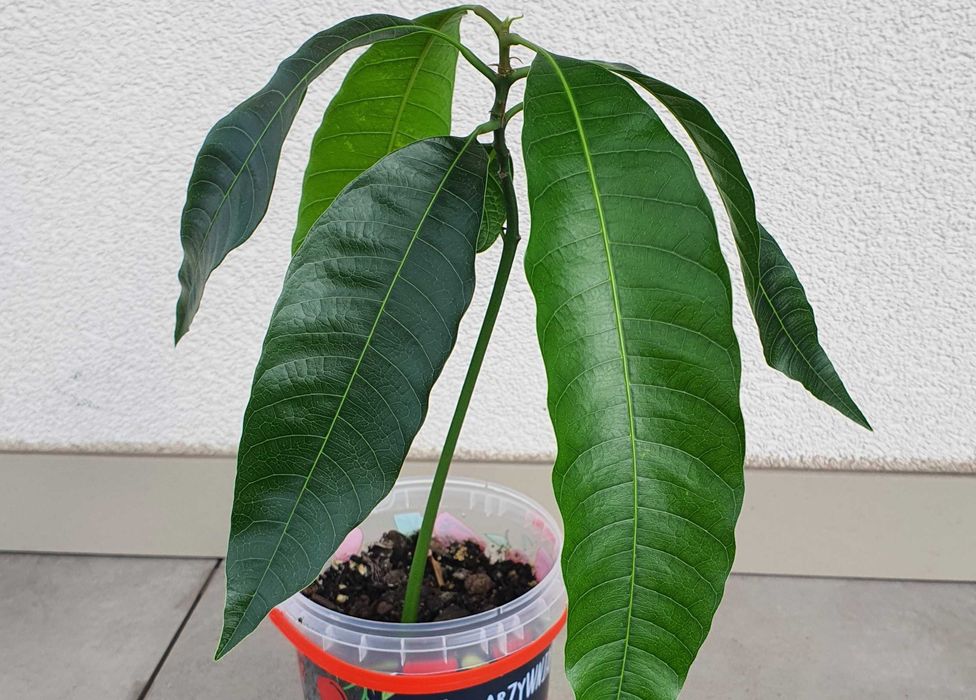 Sadzonka drzewka mango
