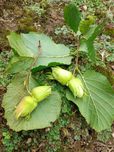 Orzechy laskowe 4 kg w zielonej otulinie