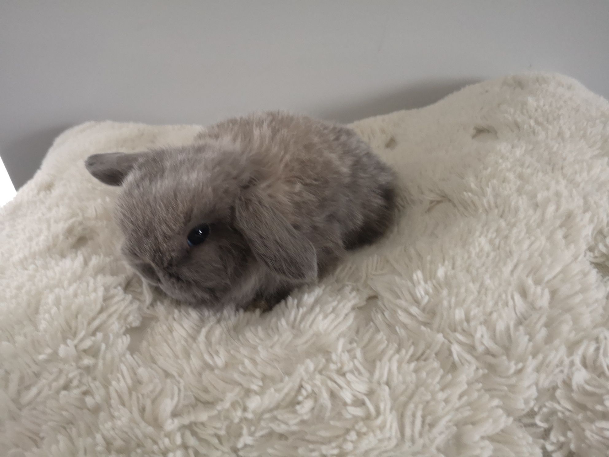 Króliki Mini lop