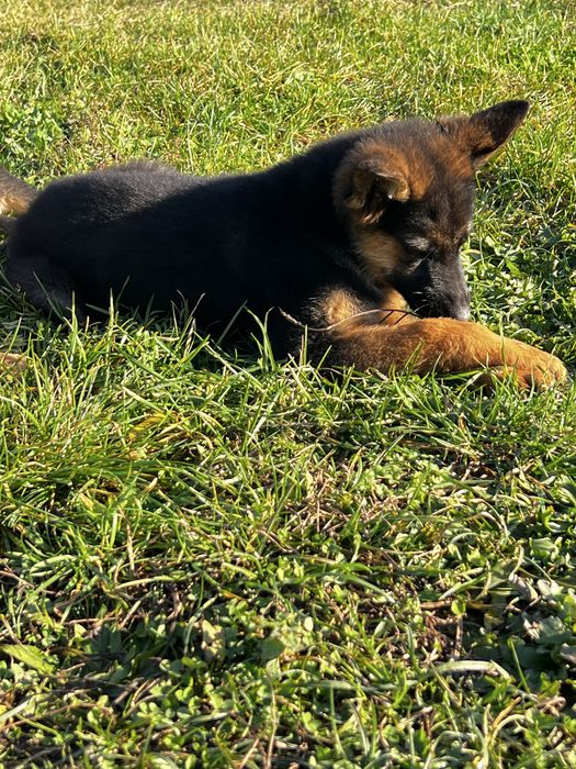 Цуценя німецької вівчарки дівчинка