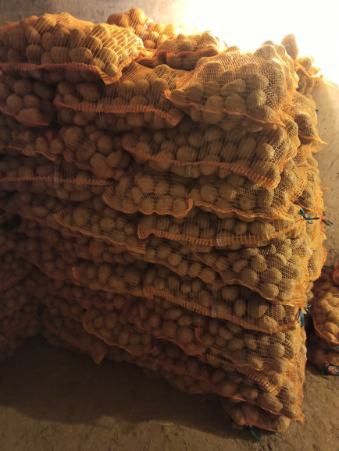 Ziemniaki Vineta, Soraya, Bellarosa