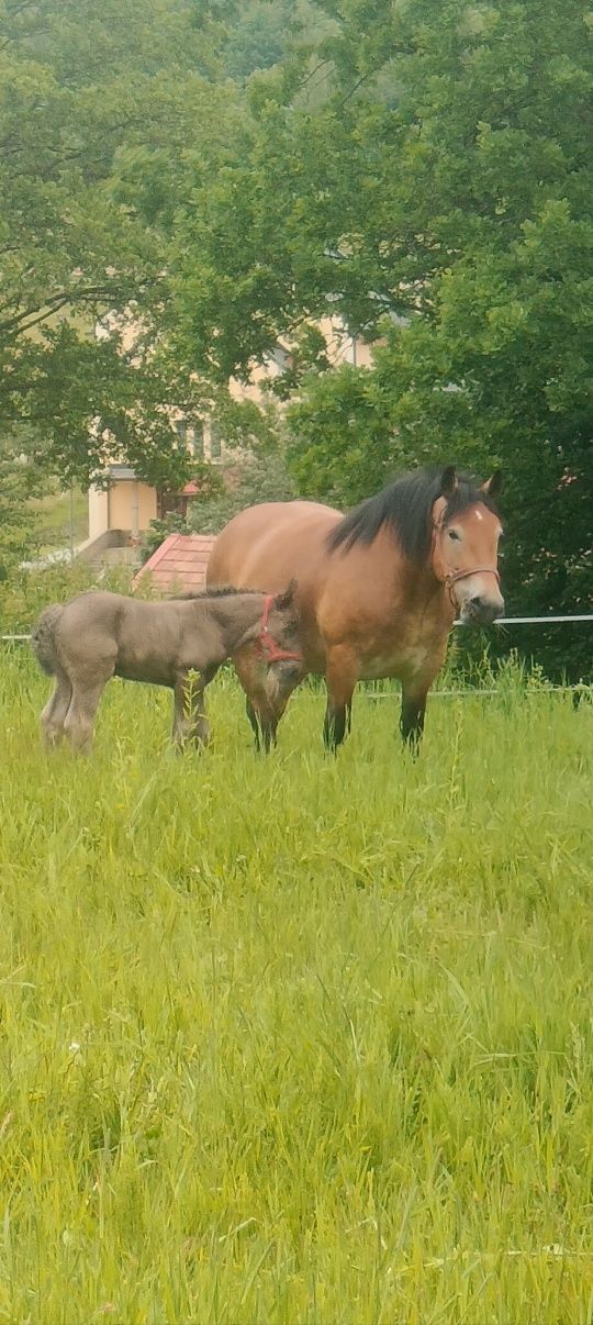 Sprzedam klacz ze źrebięciem