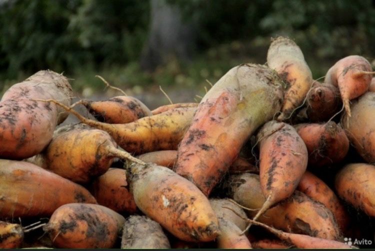 Продам кормовий буряк.