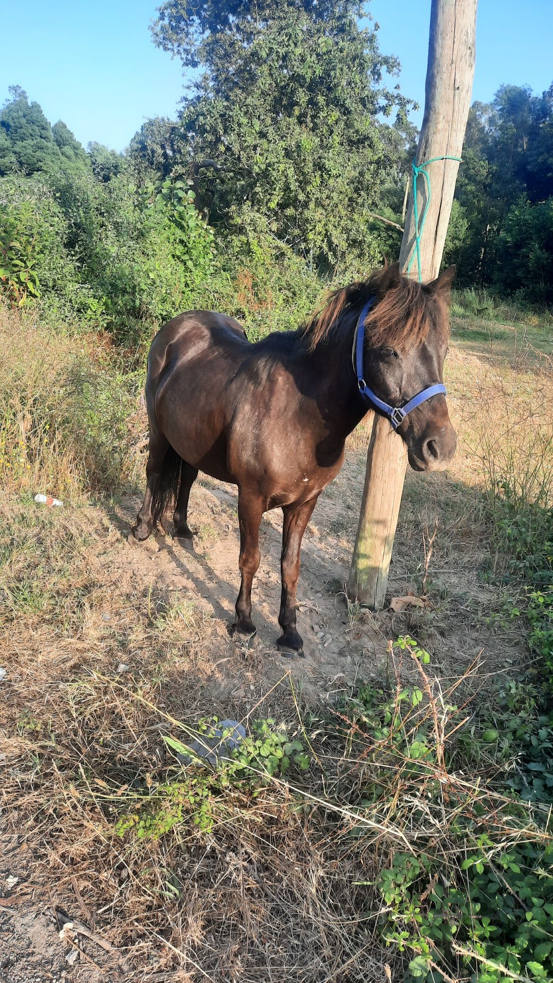 Ponei femea 5 anos