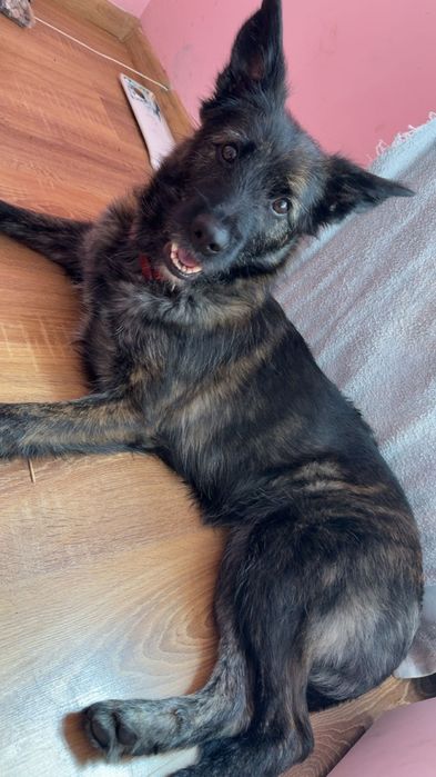 Oddam pieska w dobre rece