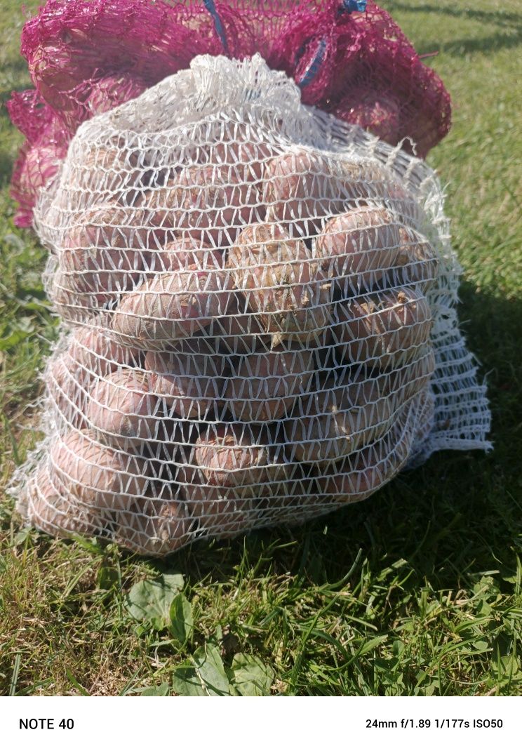 Ziemniaki 15kg bellarosa