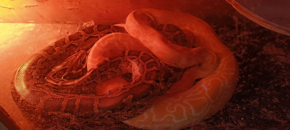 Продам двох тигрових пітонів