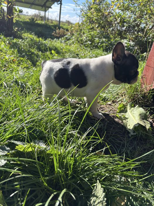 Buldog francuski z rodowodem suczka gotowa do odbioru