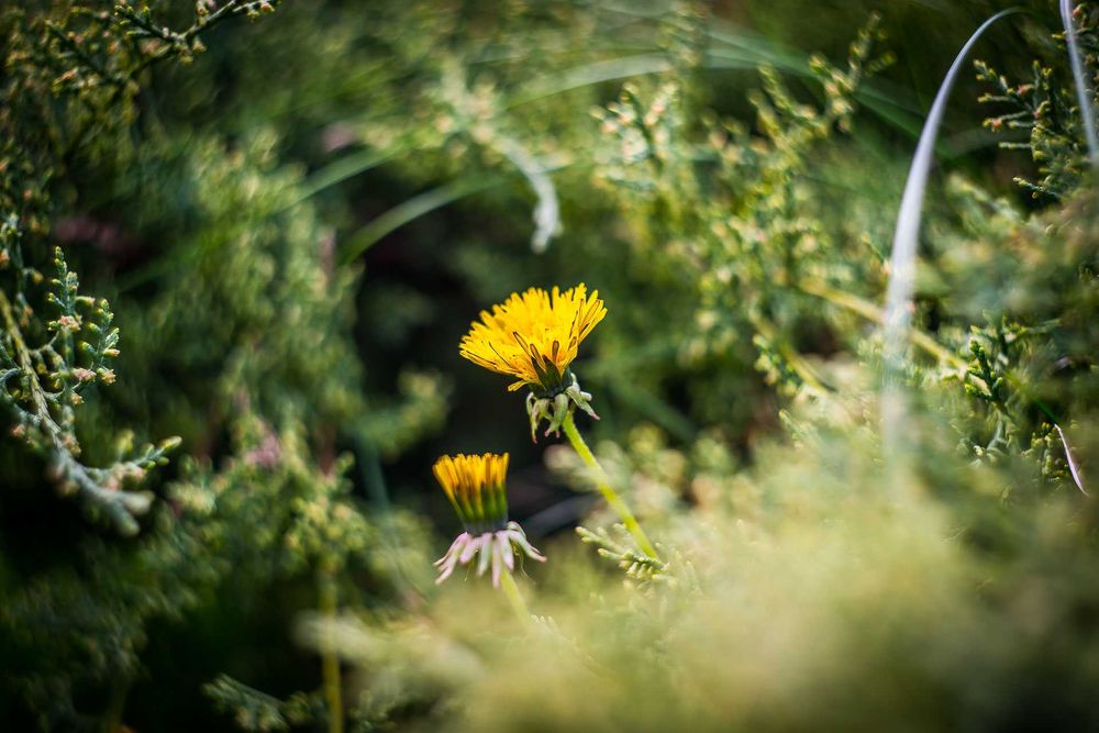 Objectiva Helios-44M-4 58mm f/2 com adaptador para Canon EF/EF-S