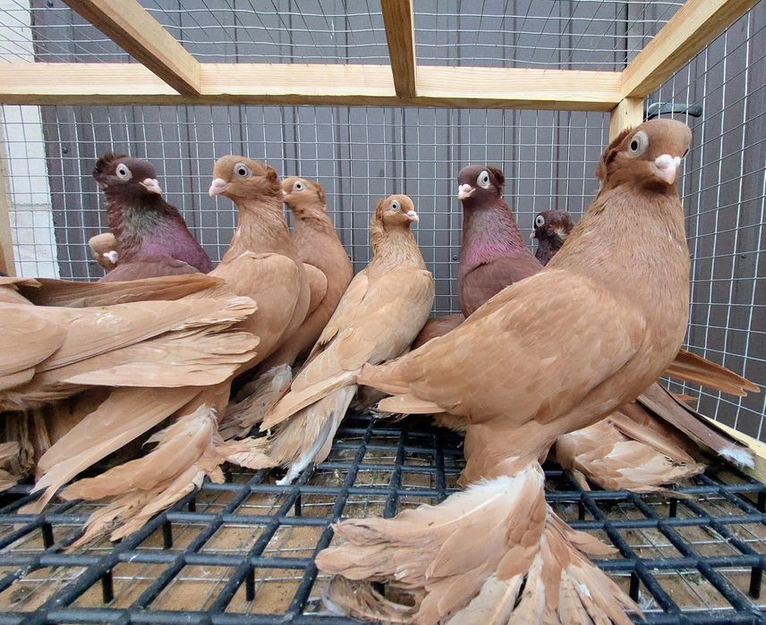 Gołębie. Wywrotki maściuchy