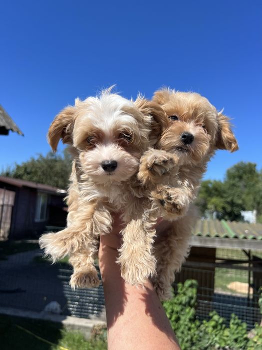 Мальтіпу цуценята