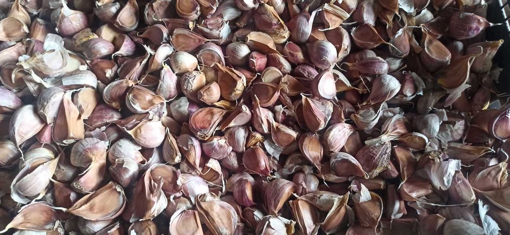 czosnek zimowy ząbek