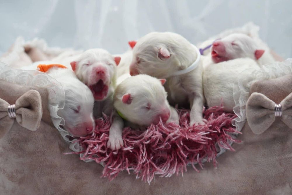 Samoyed szczeniak odbiór listopad/grudzień