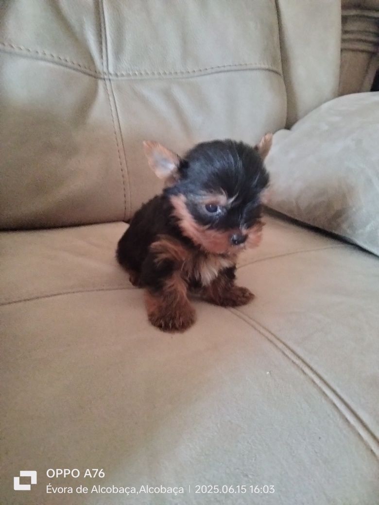 Yorkshire ( miniatura) macho