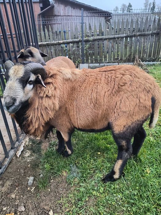 Baran kamerun 2 letni